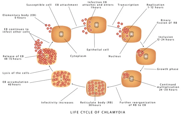 Image du cycle de vie de la maladie de Chlamydia — Image vectorielle