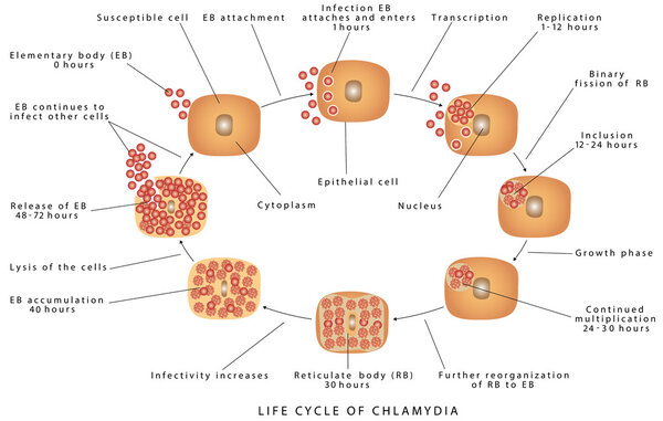 Picture Of Chlamydia Disease life Cycle