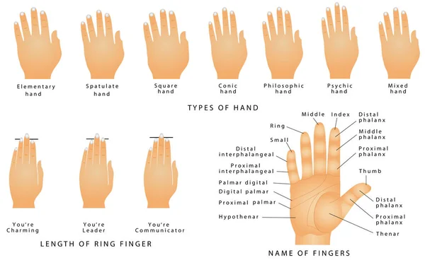 Nomi delle dita — Vettoriale Stock