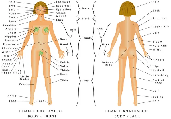 Regiones del cuerpo femenino . — Vector de stock