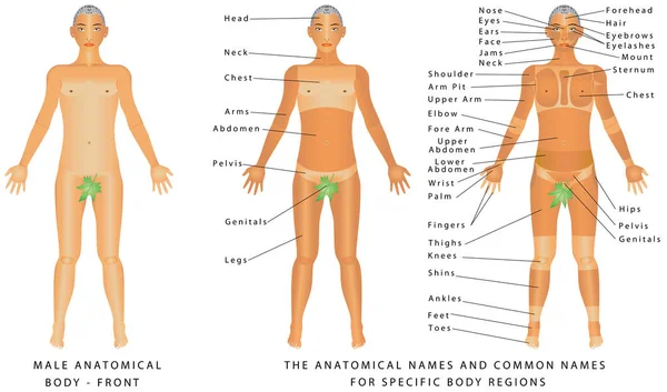 Cuerpo masculino - Frente — Vector de stock