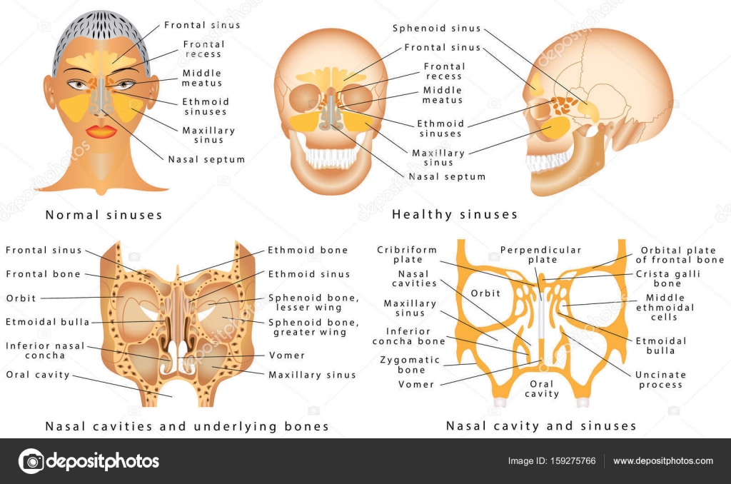 Sinuses of Nose Stock Vector by ©anutuno 159275766