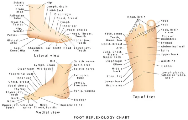Reflexzoner på fötterna — Stock vektor