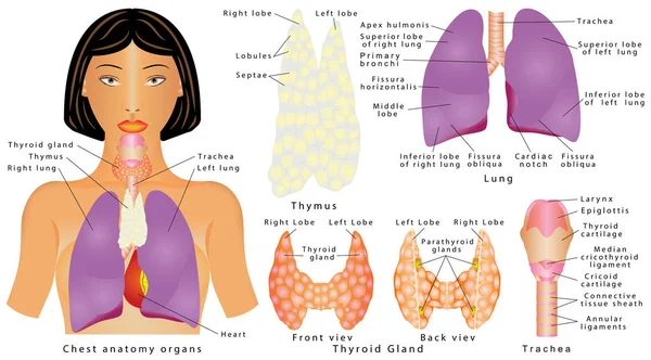 胸部の器官 — ストックベクタ