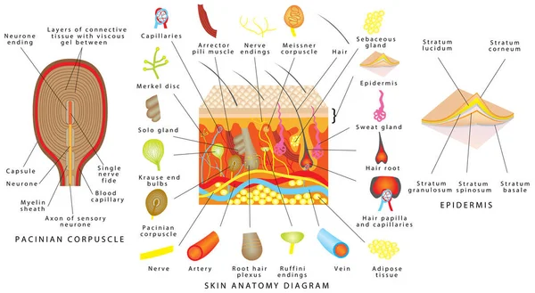 Diagrama Anatomia Pele Receptores Sensoriais Pele Diagrama Detalhado Pele Humana —  Vetores de Stock