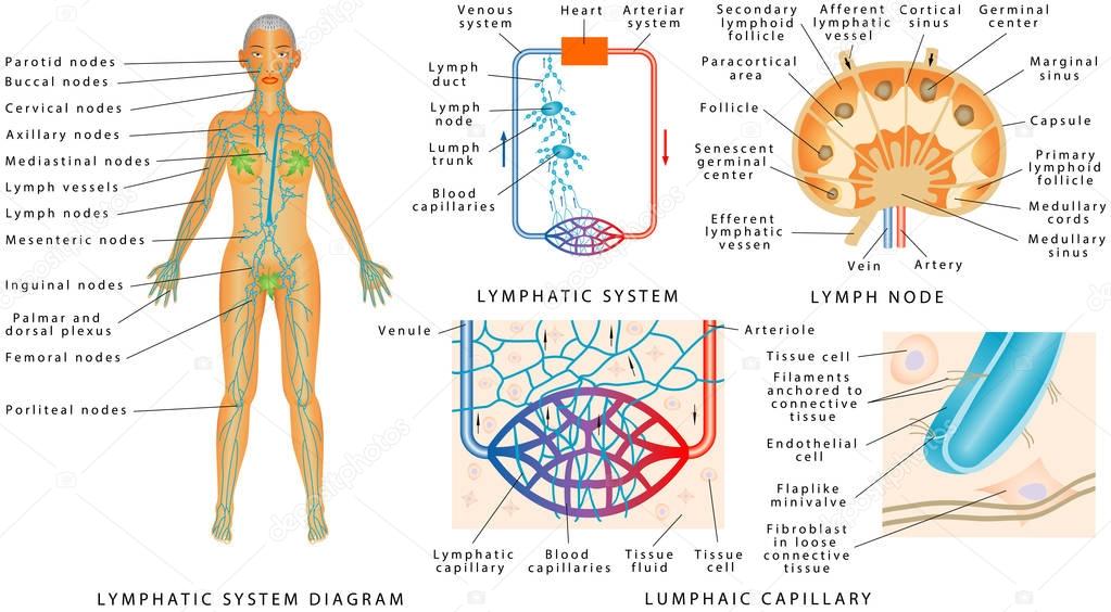 Lymphatic system - Lymphatic diagram in human. Structure of a Lymph Node - organ of the lymphatic system. Fluid exchange between the circulatory and the lymphatic systems.