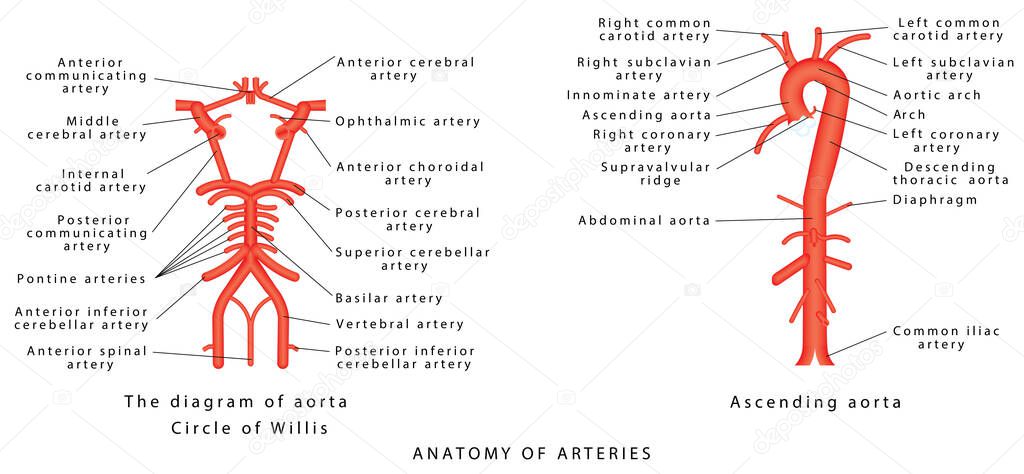 Anatomy of arteries. The diagram of aorta. Internal carotid, Vertebrobasilar systems and circle of Willis. Abdominal Vascular Anatomy. Abdominal Vasculature. Structure of the Aorta and its branches