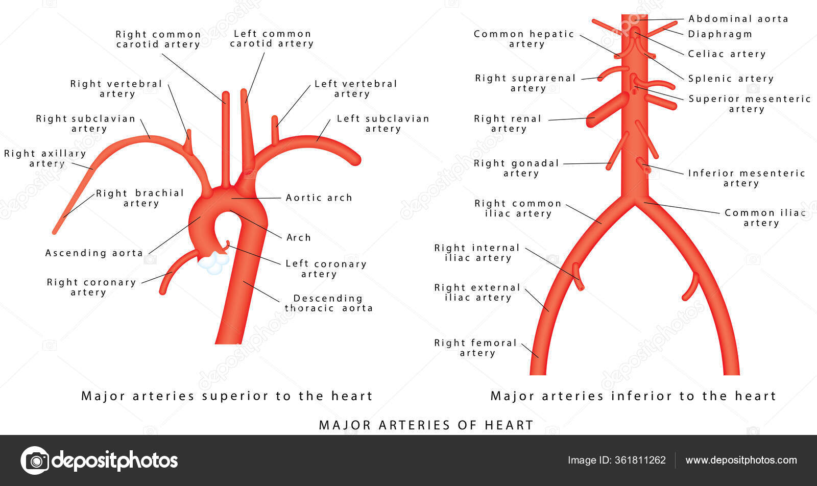 Major Arteries Abdominal Vascular Anatomy Abdominal Vasculature ...