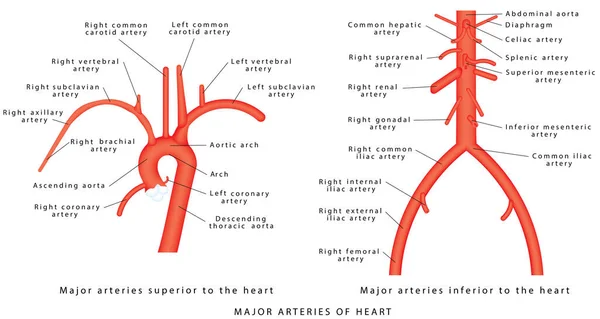 Las Arterias Principales Anatomía Vascular Abdominal Vasculatura Abdominal Estructura Aorta — Vector de stock