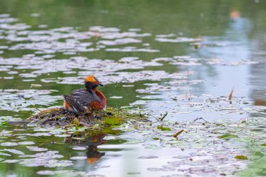 Yaban ördeği yumurtadan çıkar Göletin ortasındaki bir yuvada yavrular