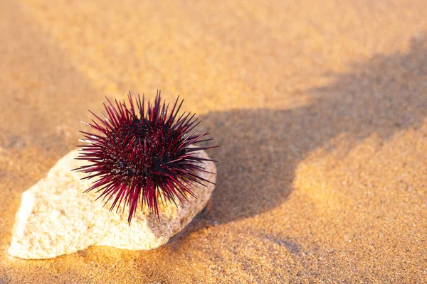 sea urchin on wet sea sand on the seashore selective focus