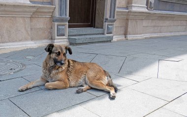 Sokak köpeği kaldırımda uyuyor. Evsiz hayvanların sorunu.