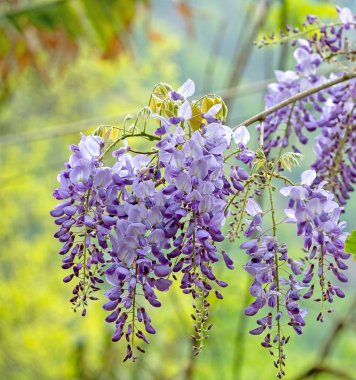 branch of purple Wisteria on a green background close-up macro selective focus clipart