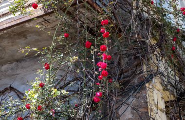 Eski bir taş evin duvarında kırmızı bir gül.