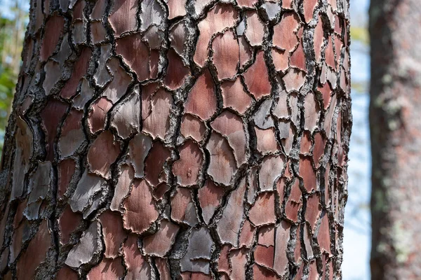 stock image brown tree bark close up selective focus