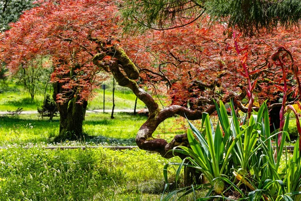 red Japanese maple in Batumi Botanical garden