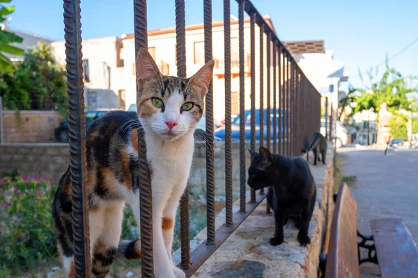 Stray cat behind the fence the problem of stray animals — Stock Photo, Image