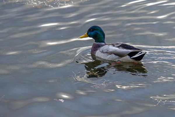 wild duck Drake swims quietly in the pond in autumn