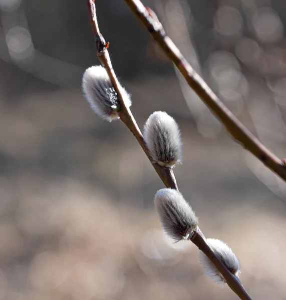 Single Young Spring Willow Branch Selective Focus — Stock Photo, Image