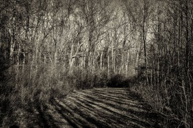 Sabah erken orman yolu.