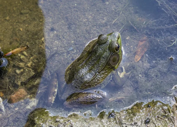 Зеленая лягушка в воде. — стоковое фото