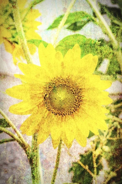 Abstract sunflower outdoors. — Stock Photo, Image