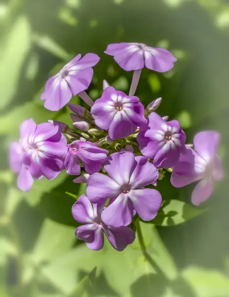 Fleurs Violettes Dans Effet Rêve — Photo