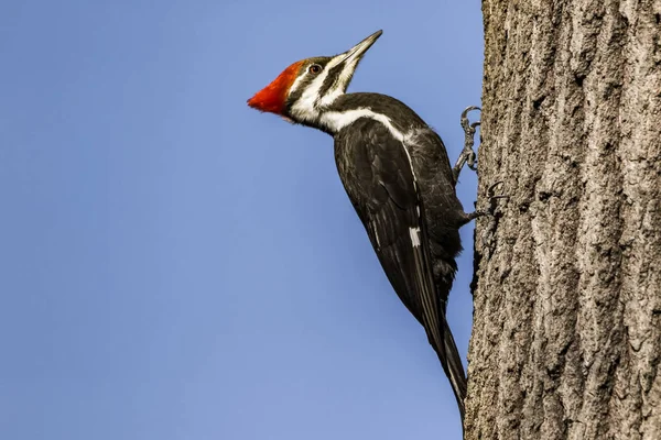 Pileated Woodpecker Perched Tree — Stock Photo, Image