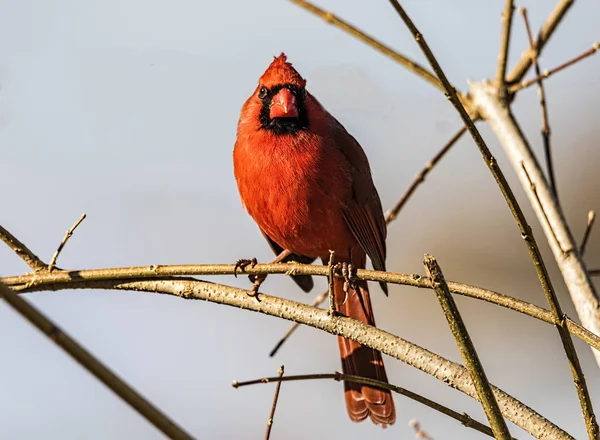 Cardinal Nord Perché Dans Arbre Dans Une Zone Rurale — Photo