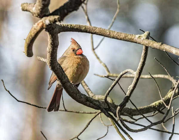 Una Cardenal Hembra Posada Árbol —  Fotos de Stock