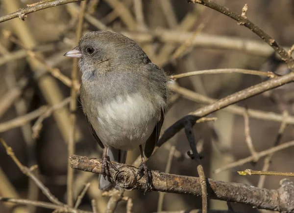 Junco Ojos Oscuros Encaramado Árbol —  Fotos de Stock