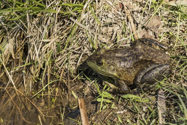 池のほとりにくつろぐ緑のカエル — ストック写真