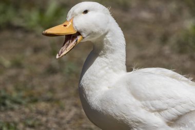 Pekin ördeği uzakta birisi ya da bir şey quacking beyaz. 