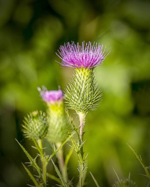 Güzel bir boğa devedikeni bir yaz günü çiçek açıyor.. 