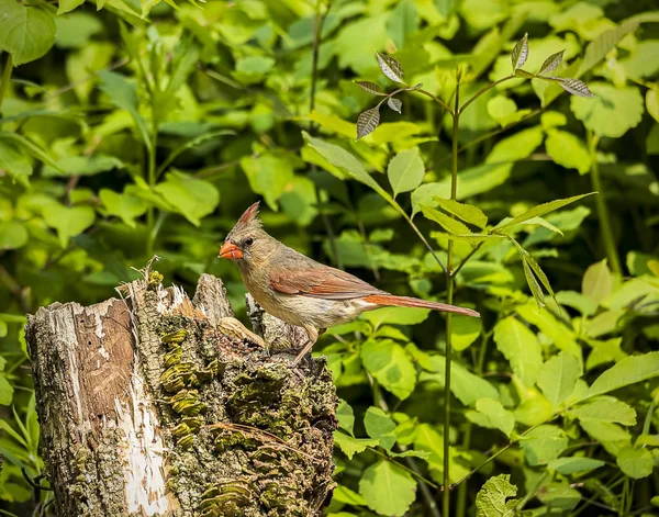 Une Belle Cardinal Nordique Qui Déjeune Dans Forêt — Photo