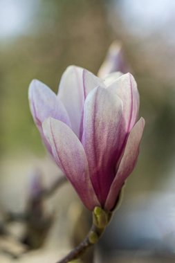 Güzel bir manolya ağacı baharın başında çiçek açmaya başlıyor.. 