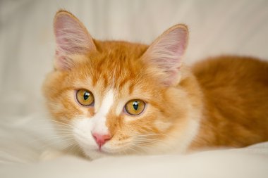 Kızıl saçlı kedi. Portre. Yakın çekim