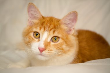 Kızıl saçlı kedi. Portre. Yakın çekim