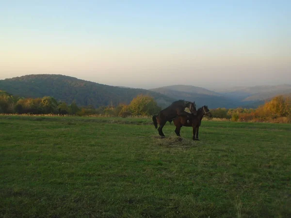 Лошади Спариваются Лугу Фрушка Гора Бранковац Сербия Европа — стоковое фото