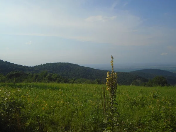 フルースカ ゴラ山ブランコヴァツの牧草地の丘セルビア — ストック写真