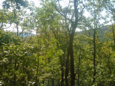 Rakovac Orman Yolu Fruska Gora Dağı