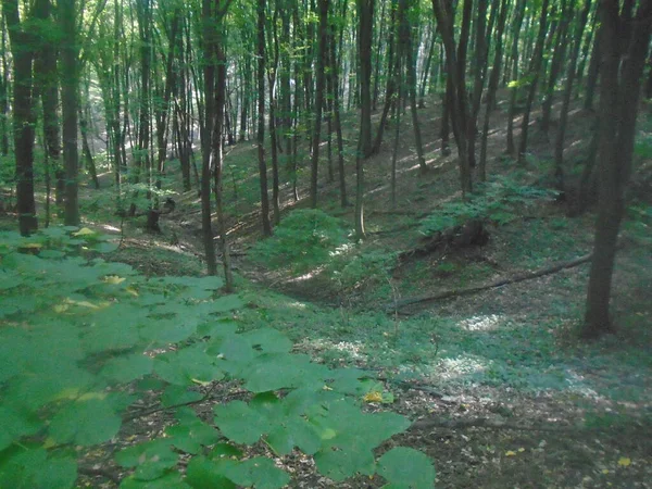 Forest Trail Fruska Gora Mountain — Stock Photo, Image