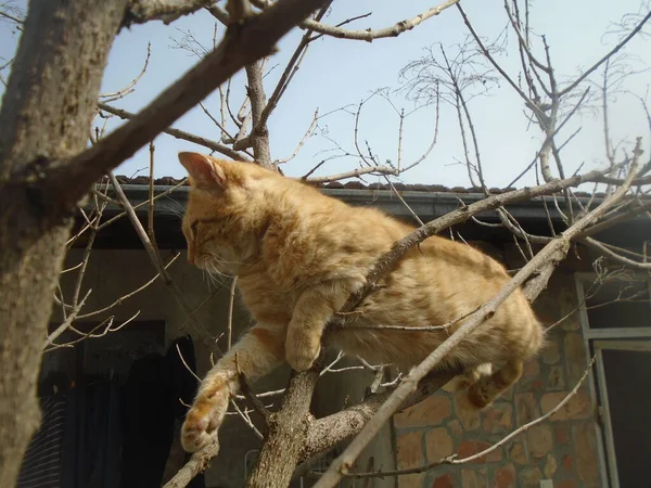 Yellow Male Cat Laying Tree Backyard — Stock Photo, Image