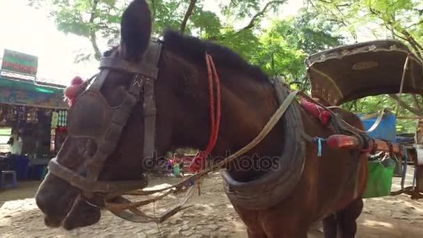 Inwa άλογο, Μιανμάρ — Αρχείο Βίντεο