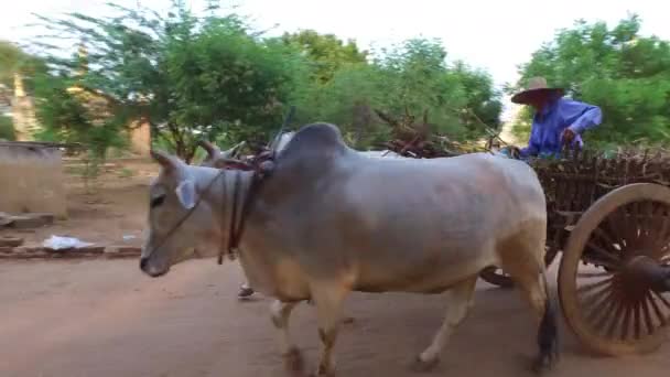 Vida de Bagan, Myanmar — Vídeo de Stock