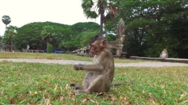 Ankor Wat monkeys