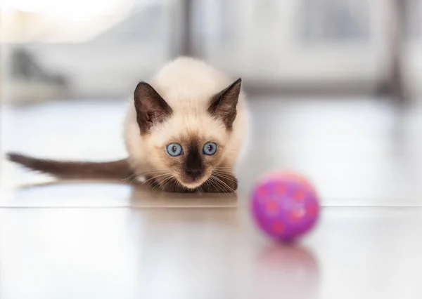 Siyam kedi oynuyor