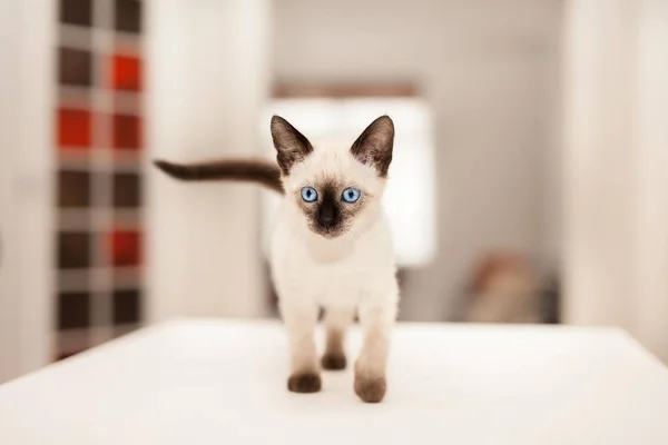 meraklı Siyam kedi yavrusu