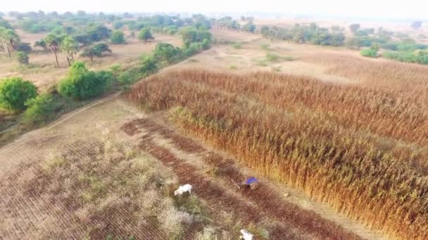 Myanmar koeien in Bagan — Stockvideo