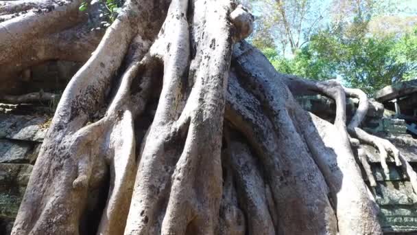 Ta Prohm Tapınağı Banyan ağacı — Stok video